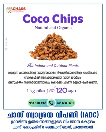 Coco Chips