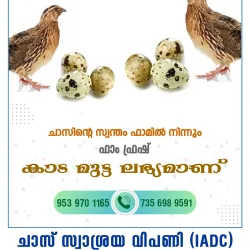 Kada Mutta