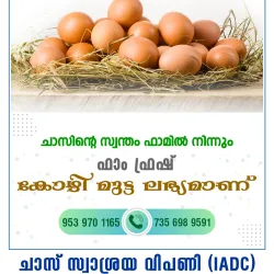 Kozhi Mutta